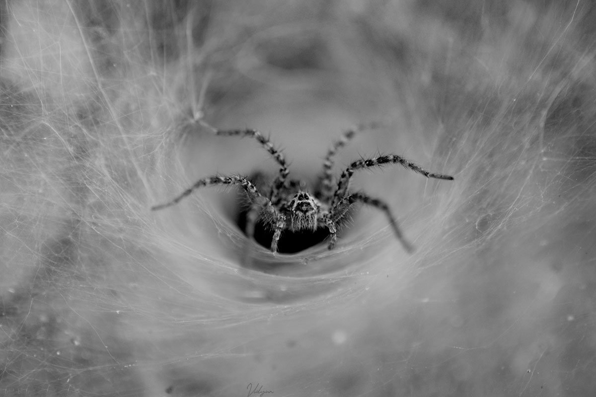 The tunnel spider