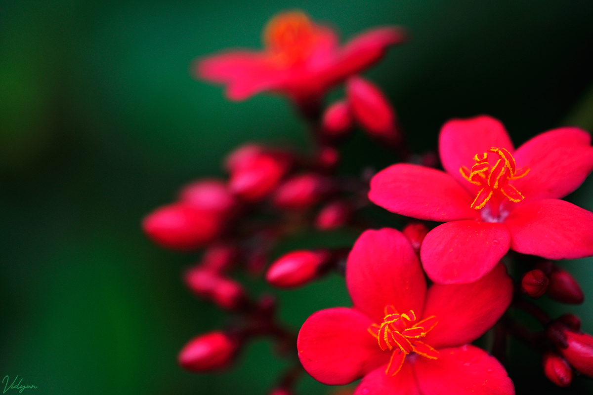Red Flowers!