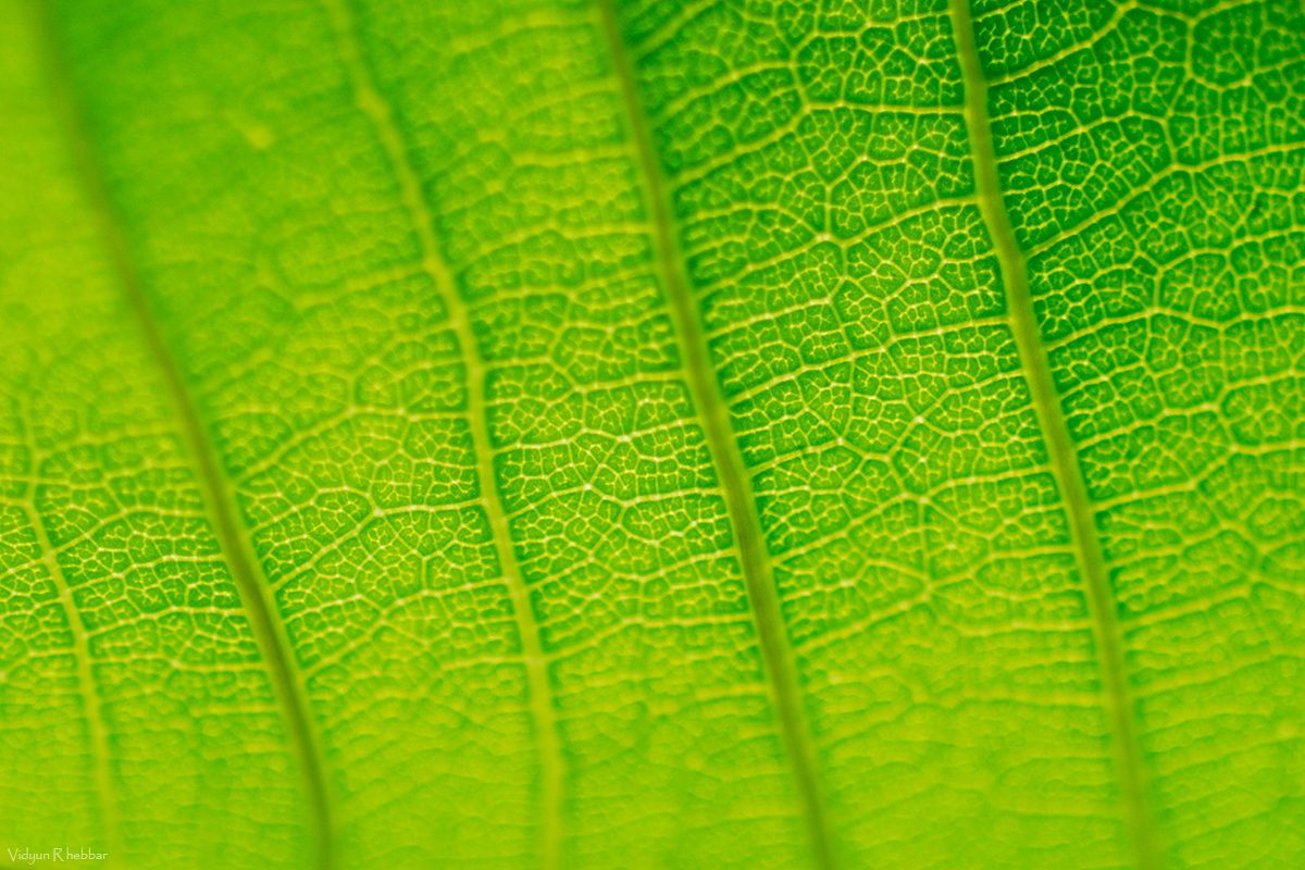 Finger-Print of a Leaf 1
