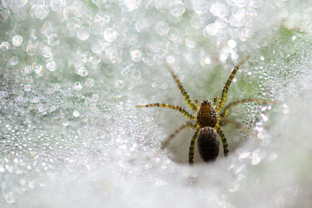 This is an image of a Tunnel Spider inside its web with a lot of bokeh in the image