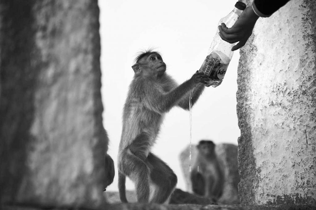 This is a black & white image of a monkey holding onto a plastic water bottle