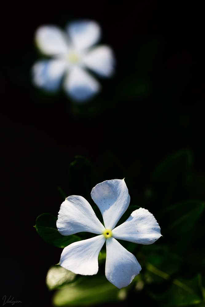 This is an image of two flowers. One is in focus, while the other one is out of focus.