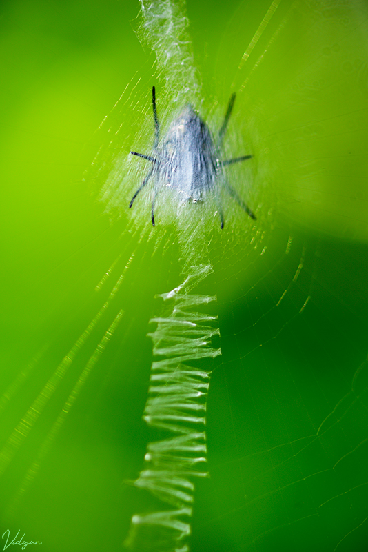A creative image of a spider and it's web. There is a signature of the spider in the middle of the web.