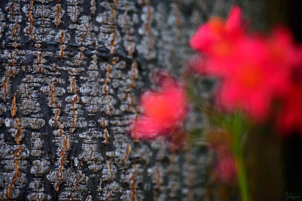 A very creative image of a out of focus flower and the background of a beautiful tree bark.