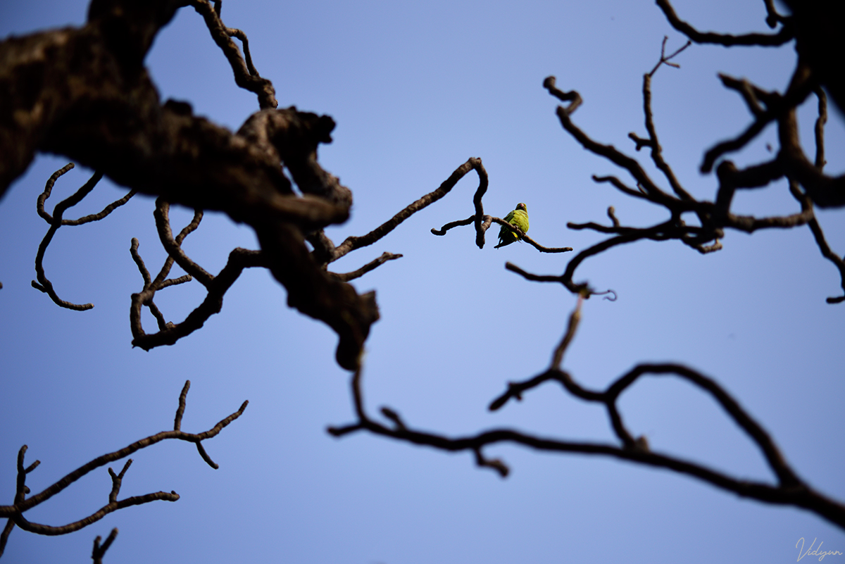 A creative image of a Parakeet sitting on the branch of a tree.