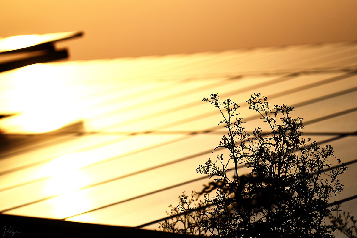 A creative image with solar panels in the background, and a plant in the foreground