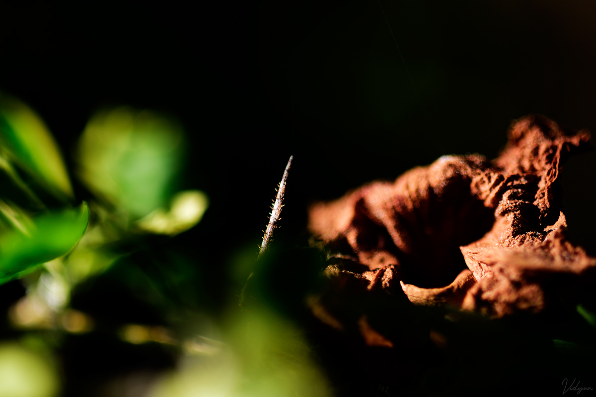 A creative image of the hand of the spider with leaves and flower in the foreground.
