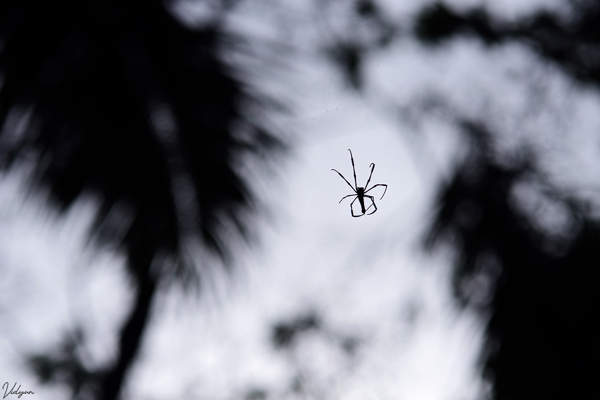 An image of a spider hanging on a web.