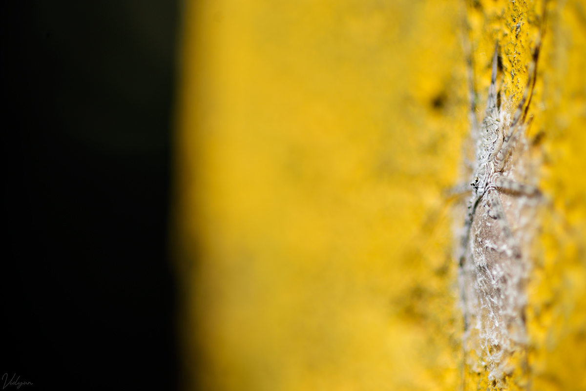 This is an image of a two tailed spider on a yellow wall, with a portion of the image being black