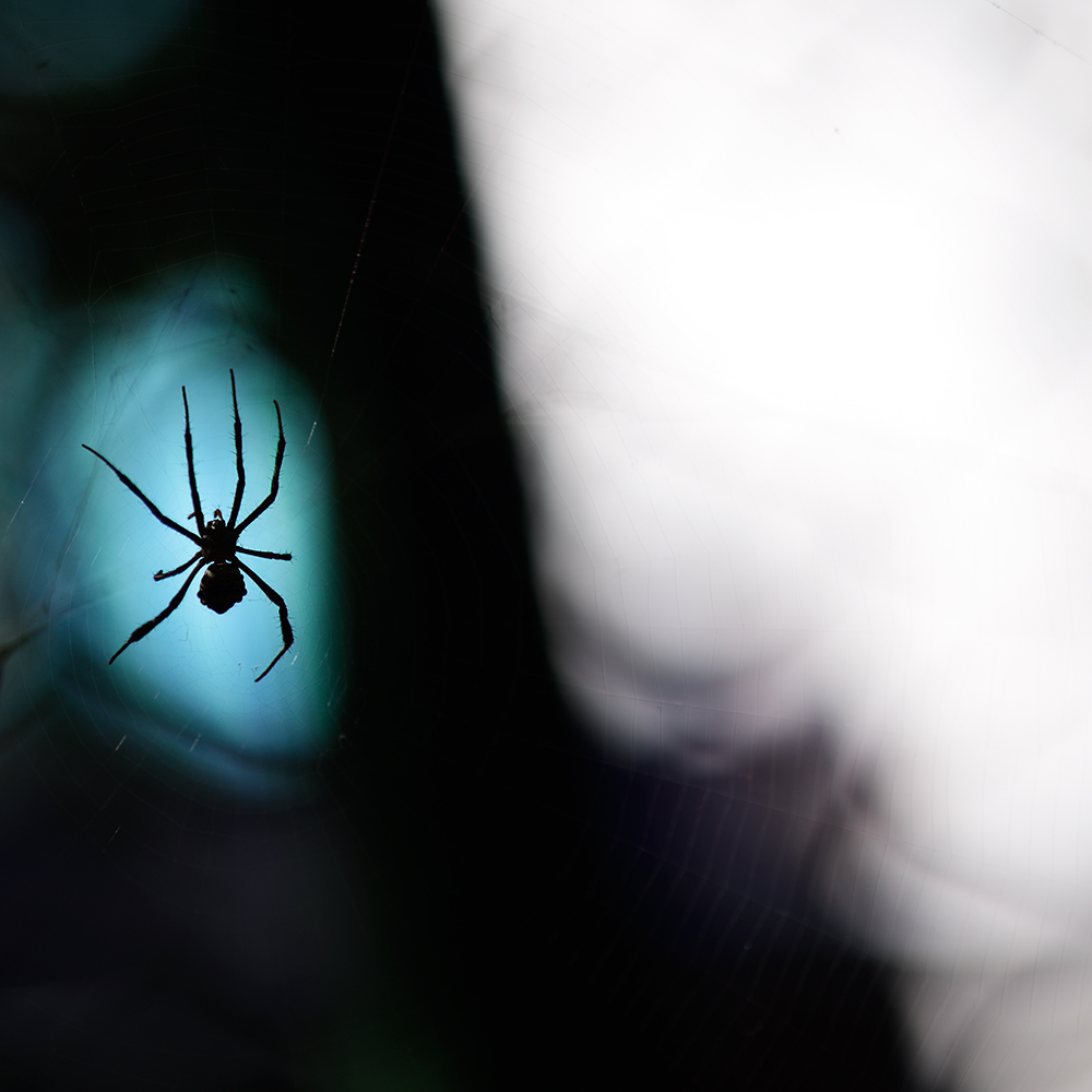 An image of a signature spider with a blue background highliting the spider