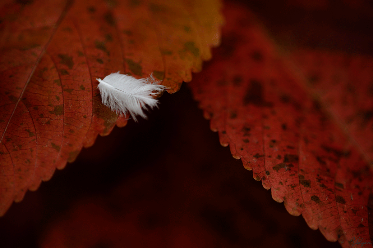 An image of a white feather on red leaves