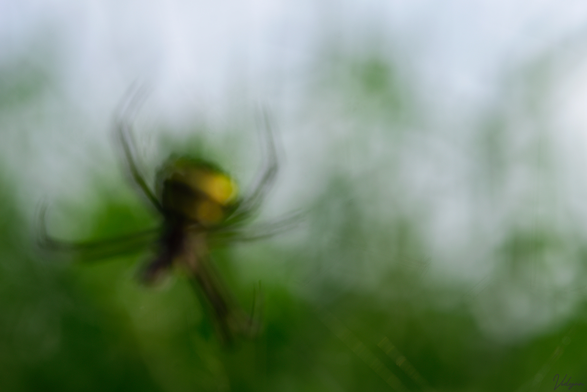 This is an image of an out-of-focus Signature spider with a green background