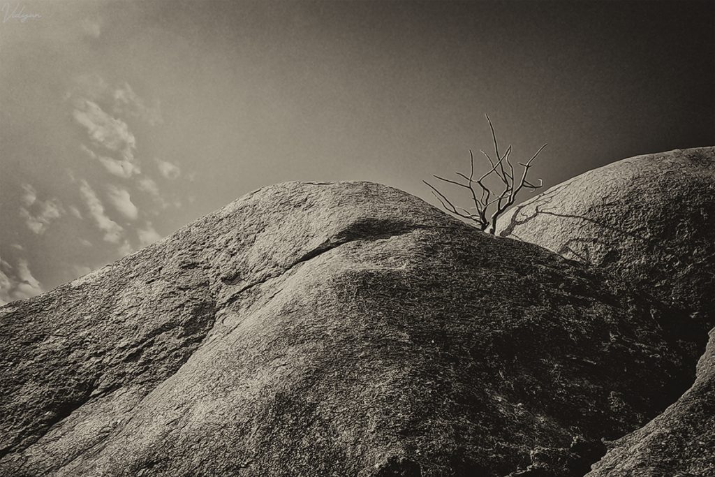 This is a black and white image of a dry bush on a few boulders.