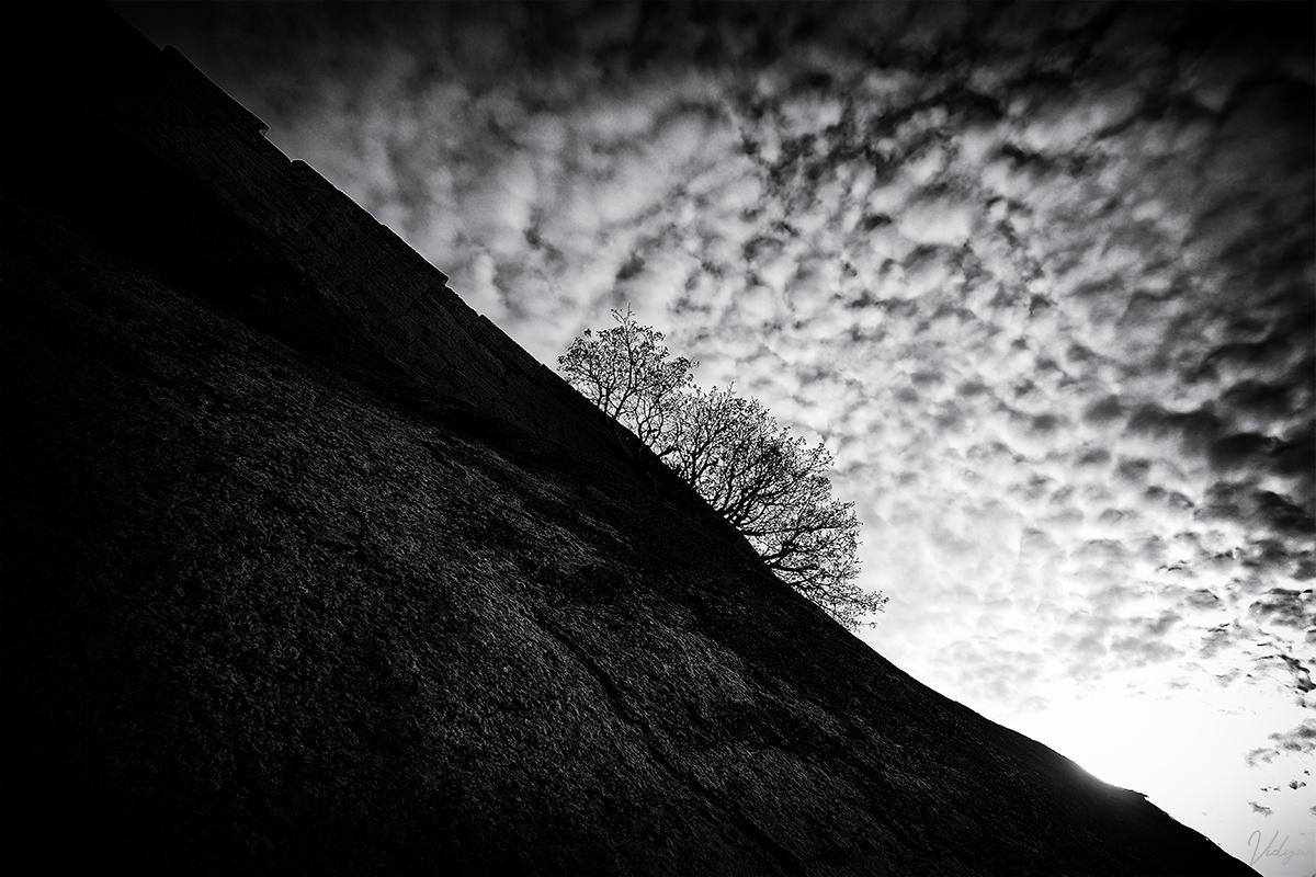 This is a black & white image of a tree on a cliff with a foreground of a boulder and the background of contrasting clouds