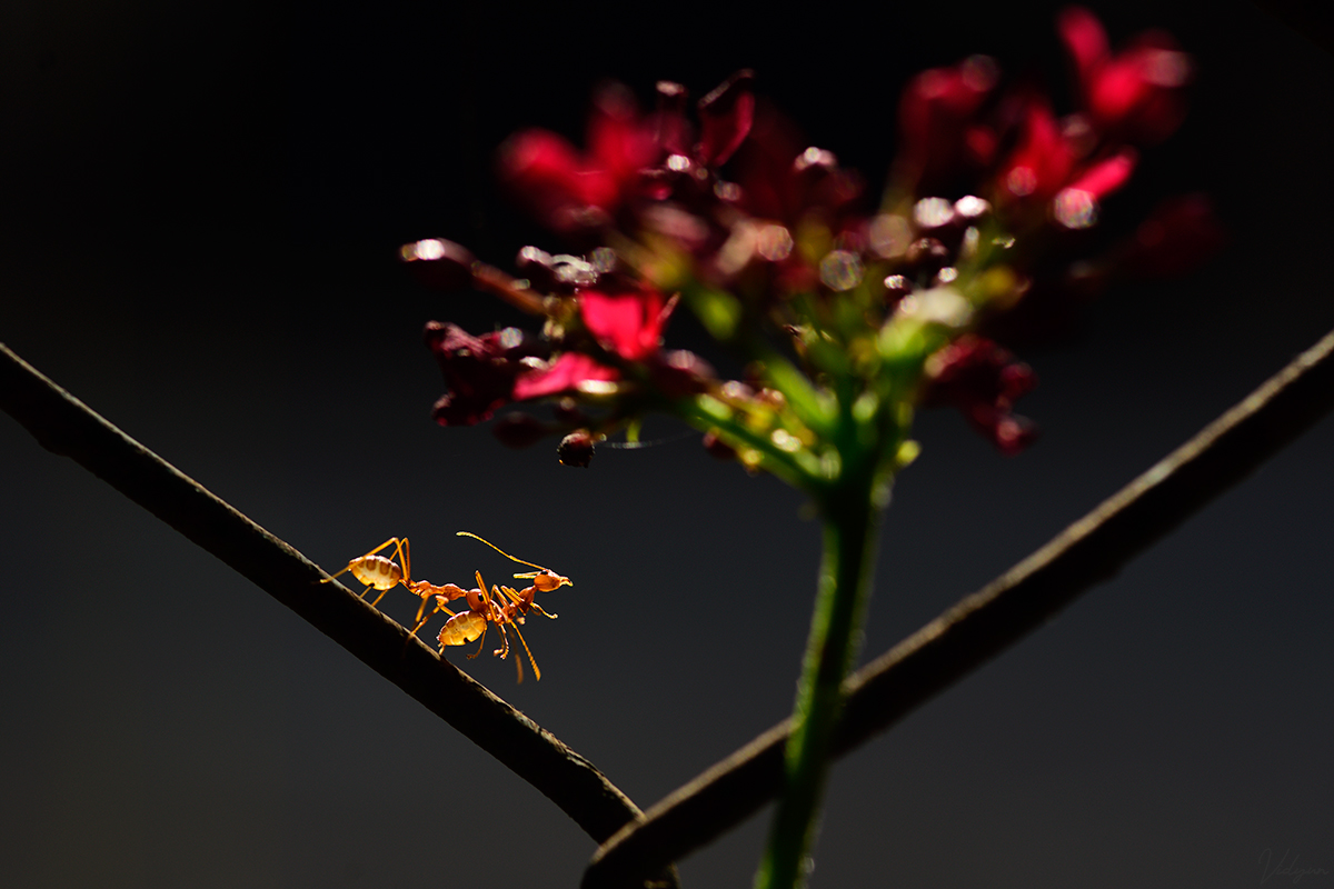 An image of a red ant carrying another one of its kind. There is also a red flower in the foreground.