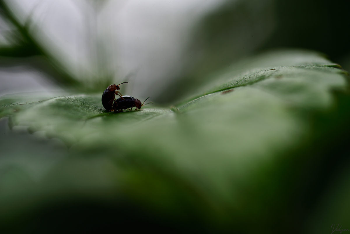 This is an image of two bugs mating on a leaf with all other parts of the image black & white