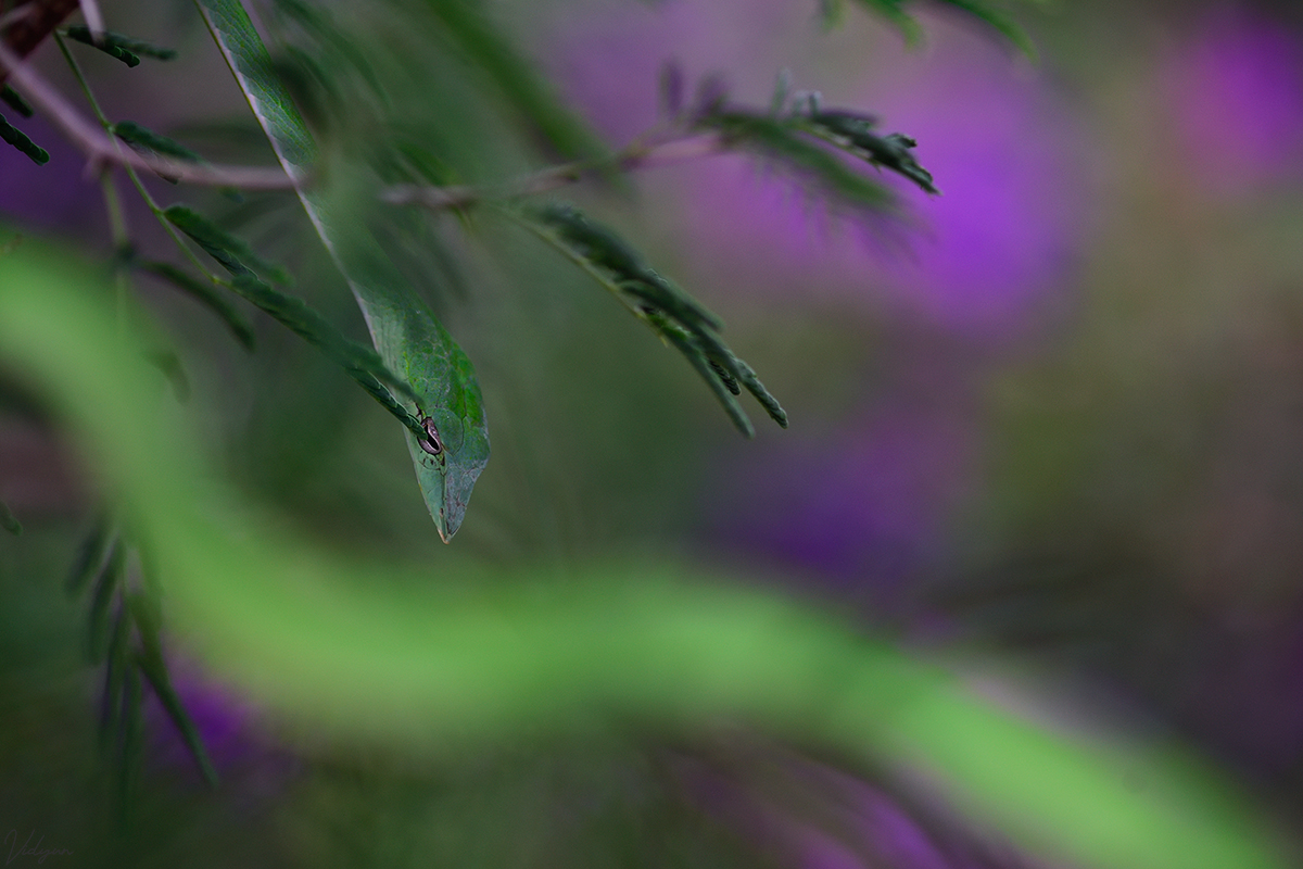 This is an image of a green vine snake with a purple background and a part of the snake is in the foreground