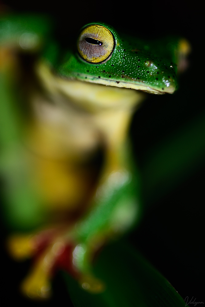 This is a portrait of a Tree Frog