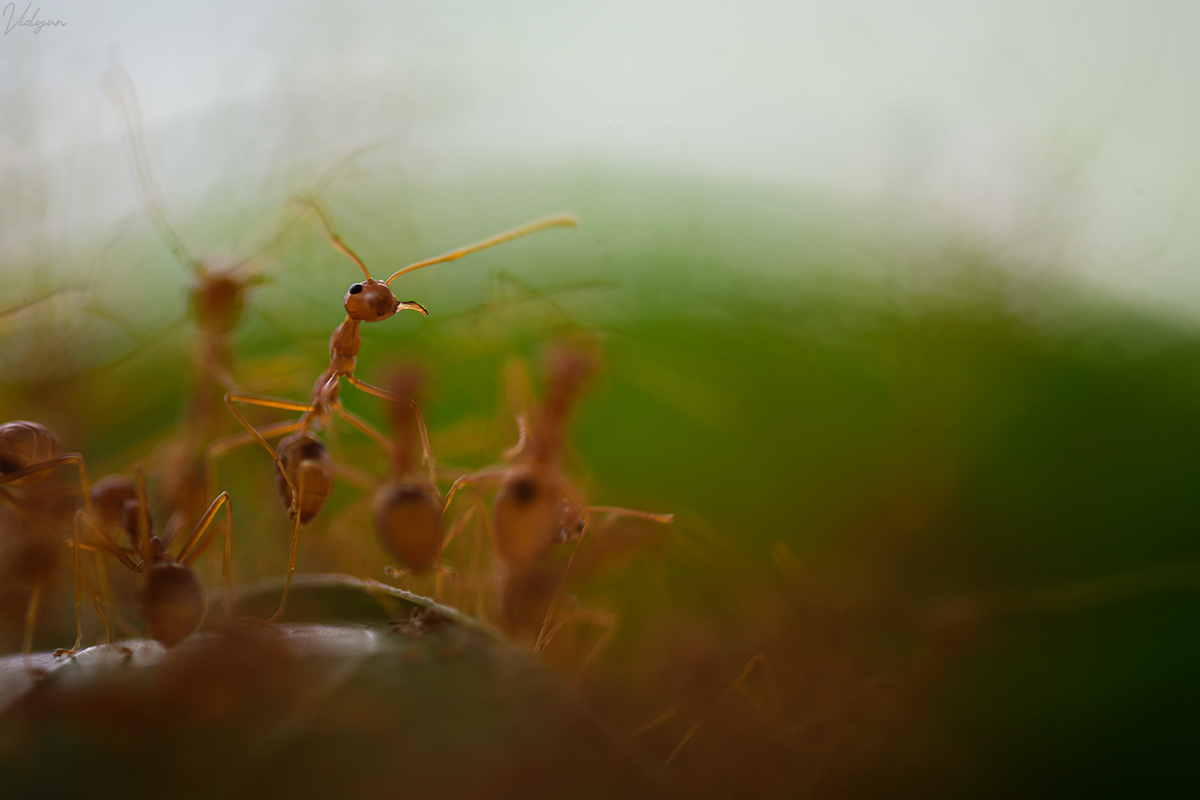 This is an image of a weaver ant amidst a stampede of countless other ants