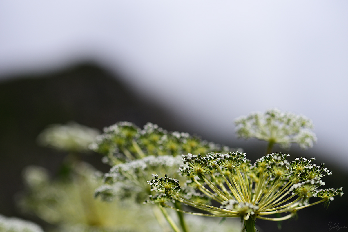 An image with a plant as the subject and a black silhouette of a mountain peak