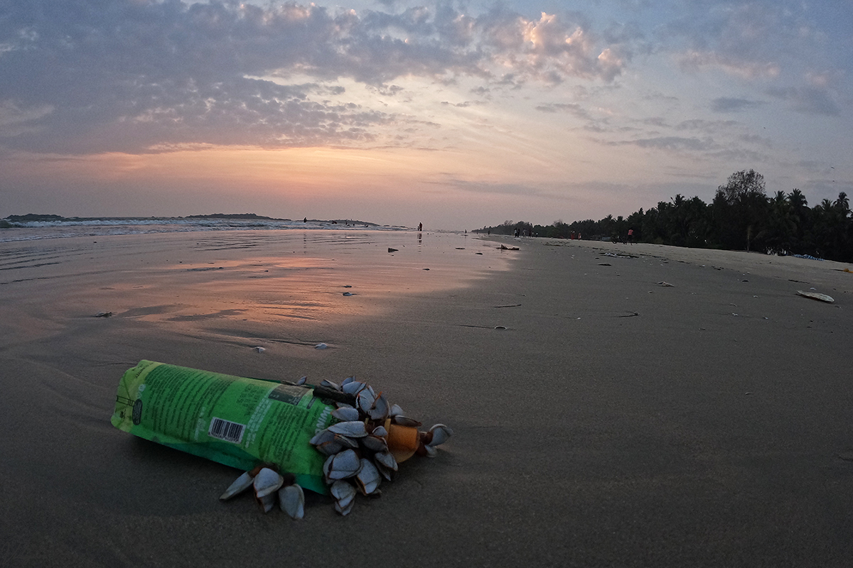 This is an image of a plastic juice bottle with some clams living on it. It has a background of a beautiful sunset