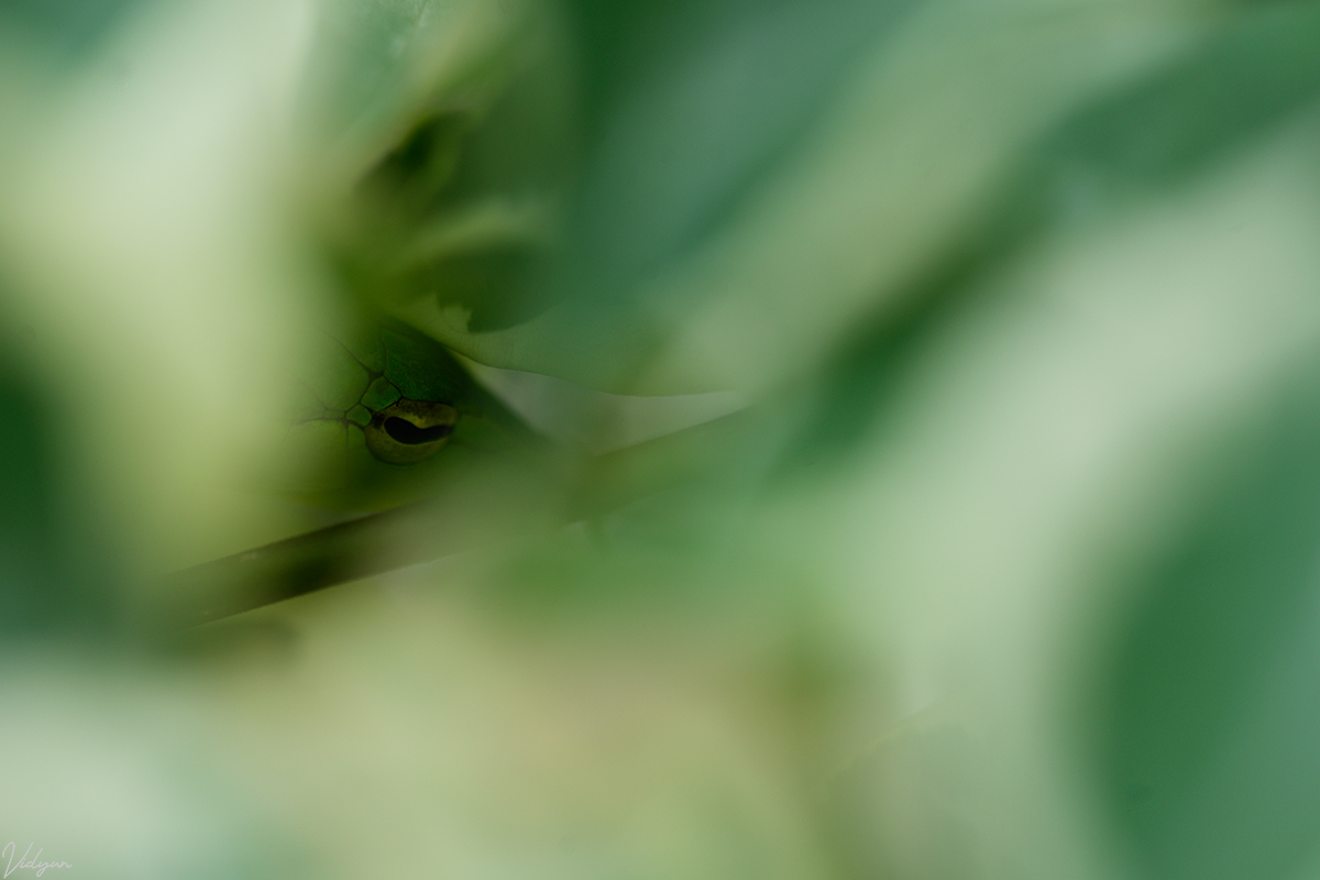 An image of the eye of a Green Vine Snake, with an abstract foreground of some leaves