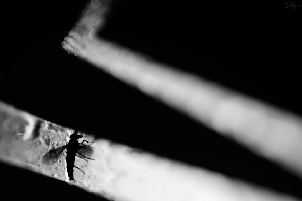 This is a black & white image of a horse fly stuck onto a bus window