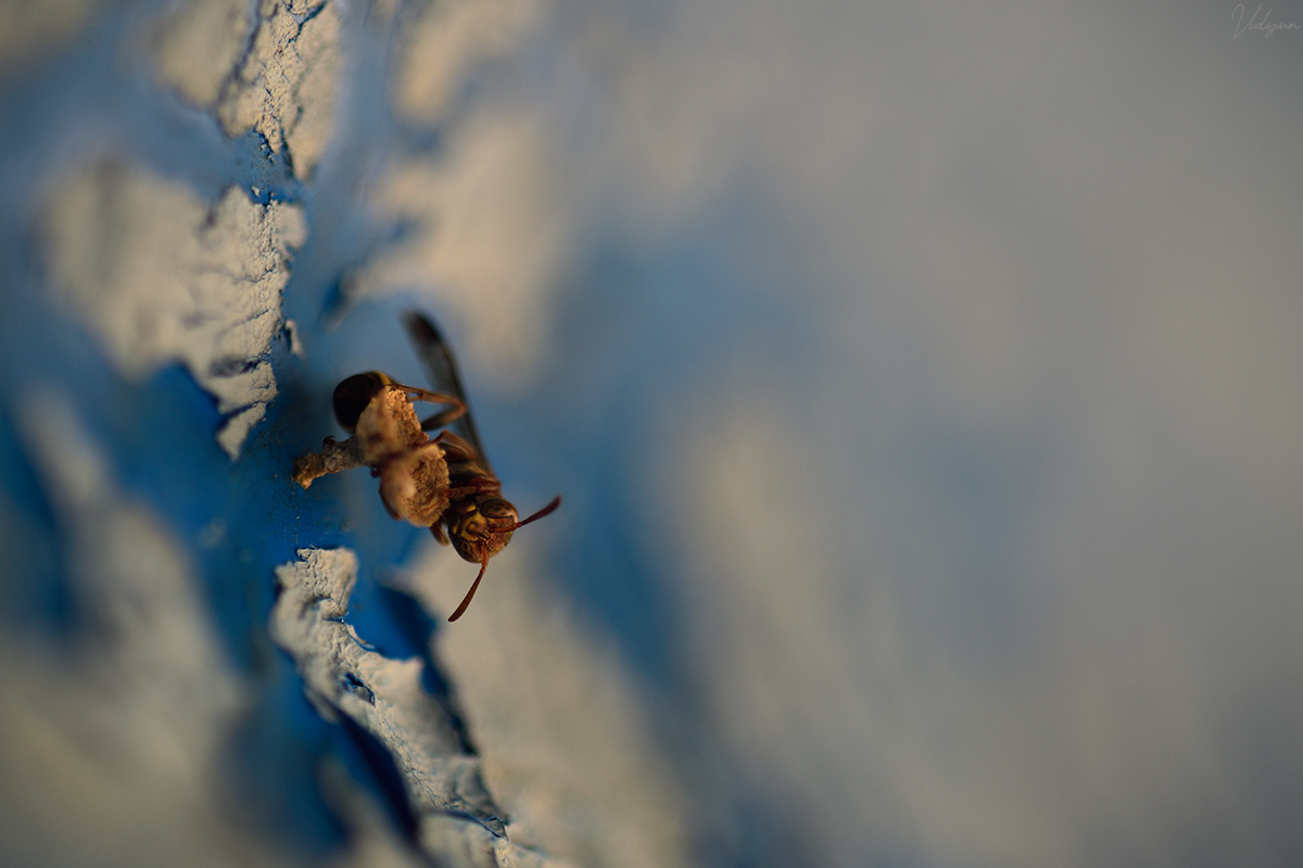 This is an image of a hornet on some other insect's eggs with a background with many shades of blue and white