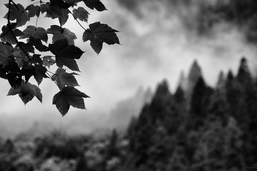 An image with leaves in the foreground and misty peaks in the background