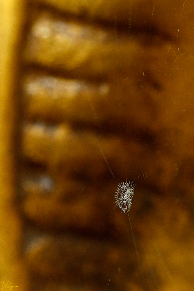 This is an image of a Signature Spider with a background of many textures