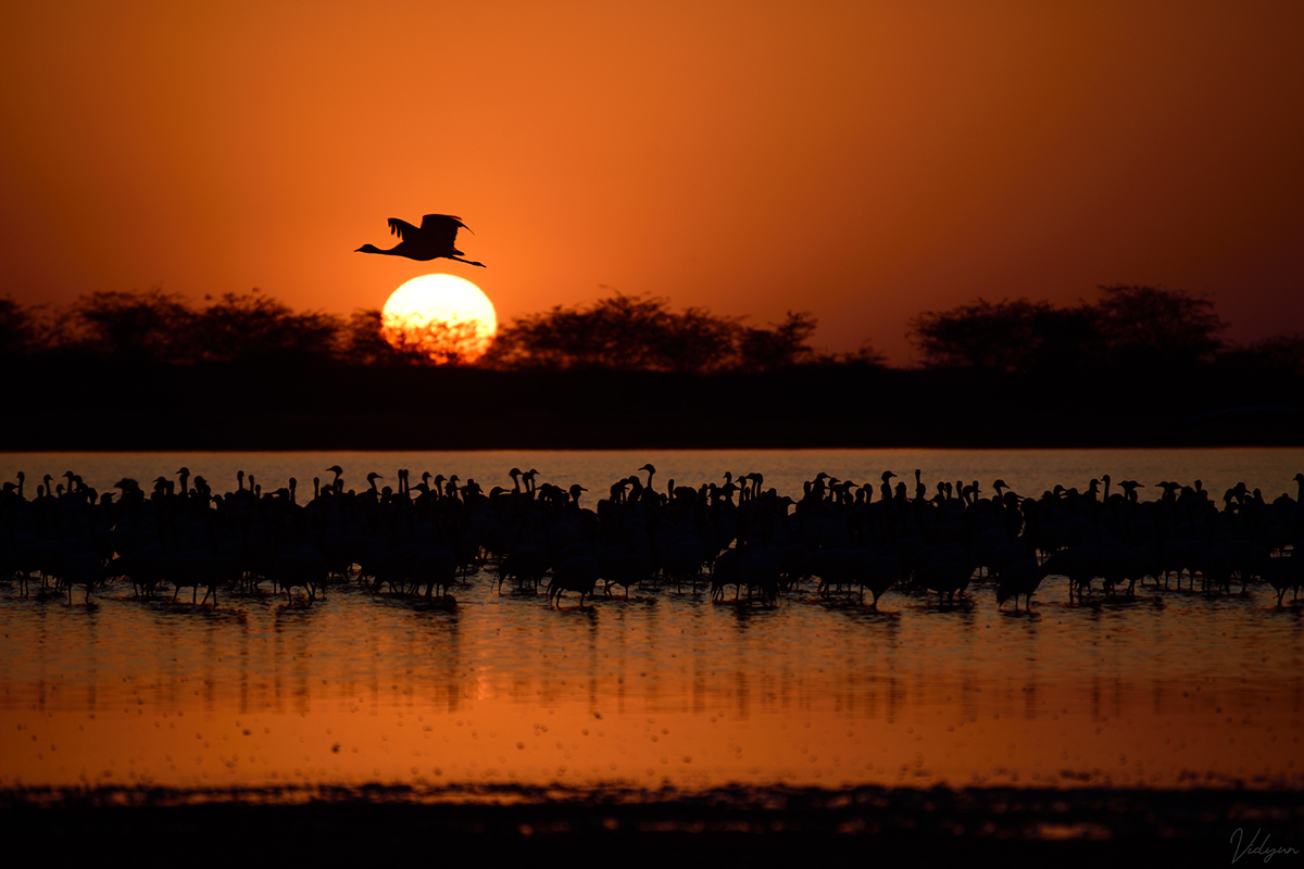 This is an image of Demoiselle cranes, with some of them in the foreground and one flying just over the setting sun