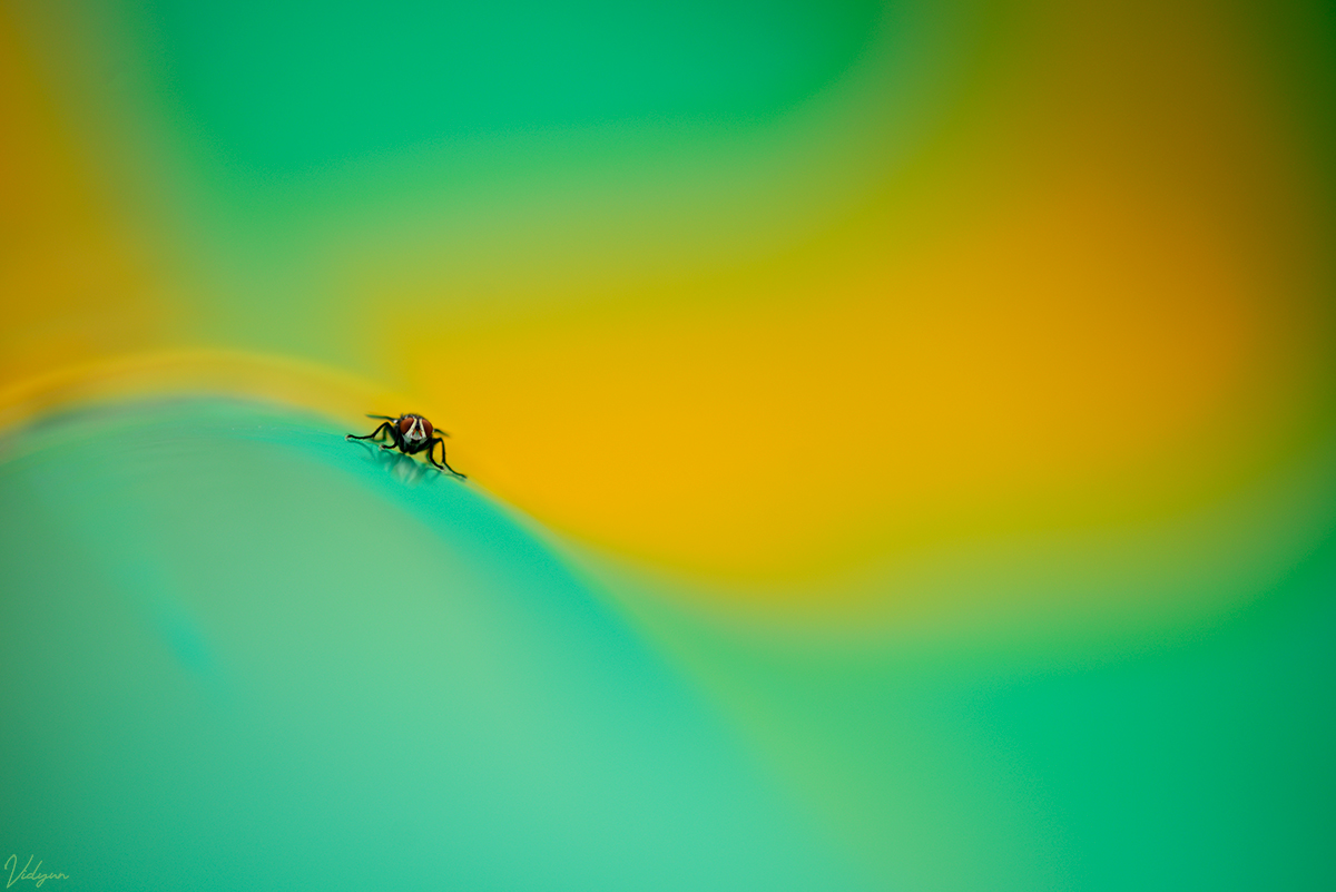 This is an image of a Housefly sitting on a green and yellow slide with those colours in the background