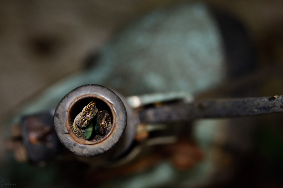 An image of two Geckos living inside the broken handle of a abandonded blue scooter