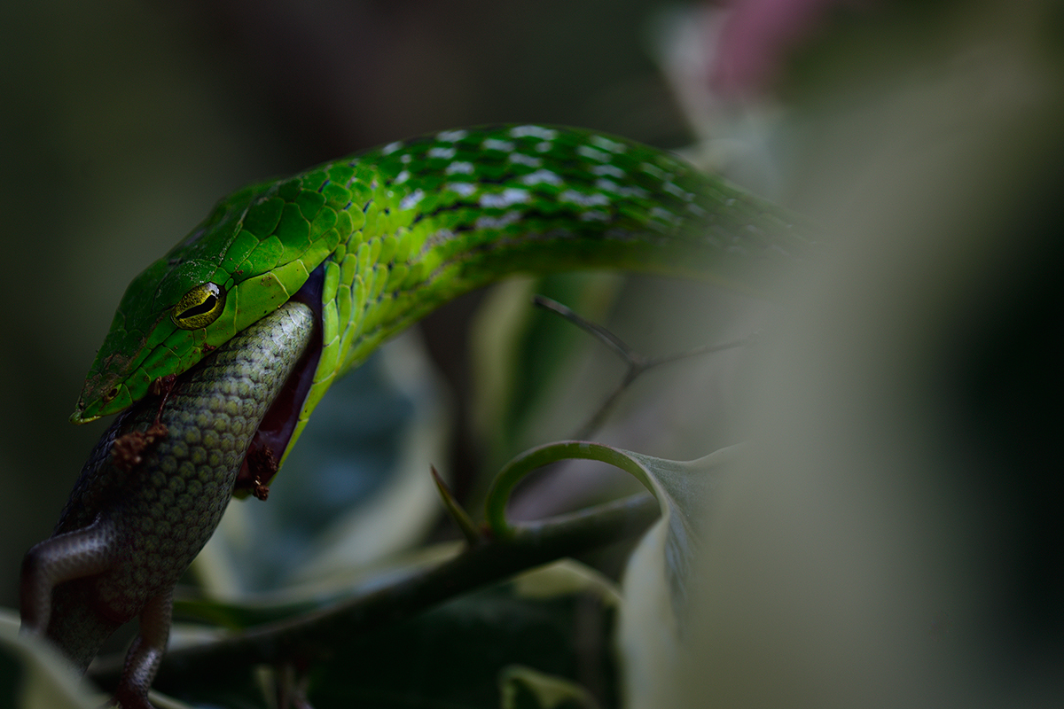 This is an image of a Green Vine Snake with its prey (a Garden Lizard) in its mouth