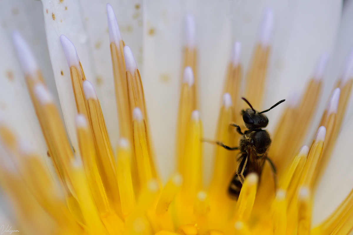 A portrait of a bee with the inside of a yellow and white flower occupying the rest of the frame