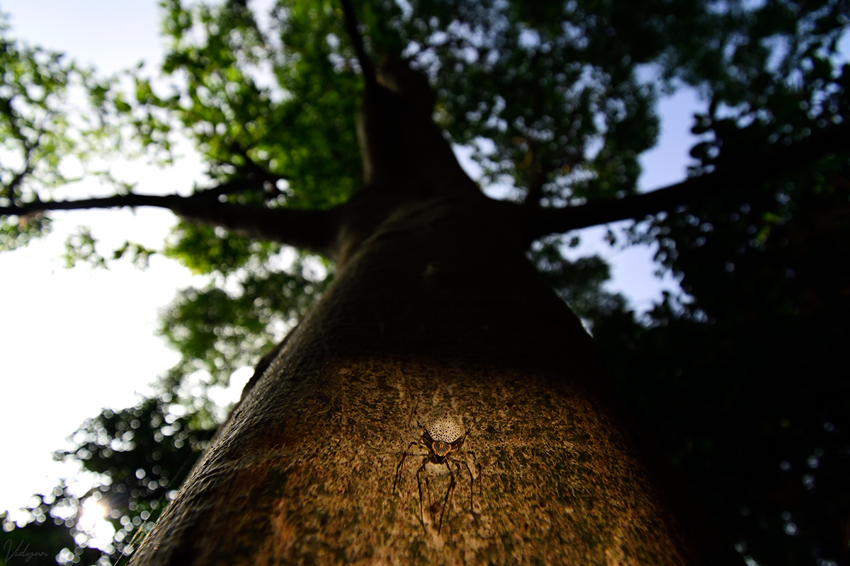 This is an image of a Ornamental Tree Trunk Spider on a tree which covers most of the background