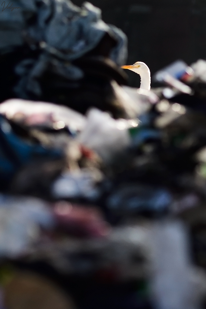 This is an image of a Crane with a foreground of a landfill