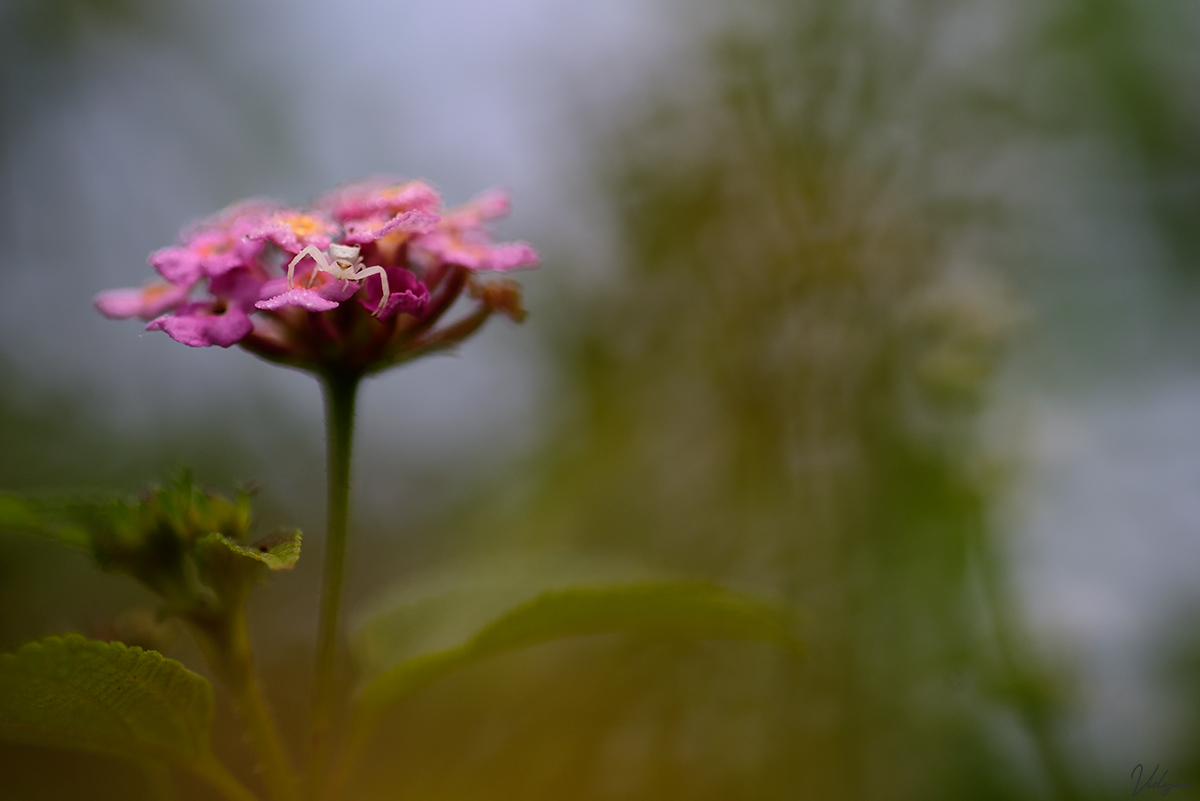 This is an image of a Crab Spider on a pink Lantana flower with a foreground of brown grass