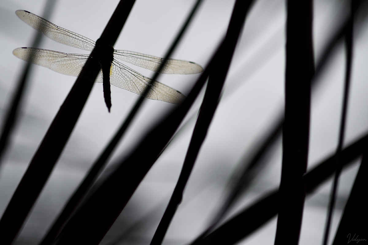 This is a black & white image of a dragonfly with many other blades of grass in the image