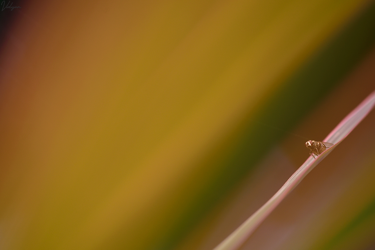 This is a vibrant image of a housefly with a lot of colours in foreground