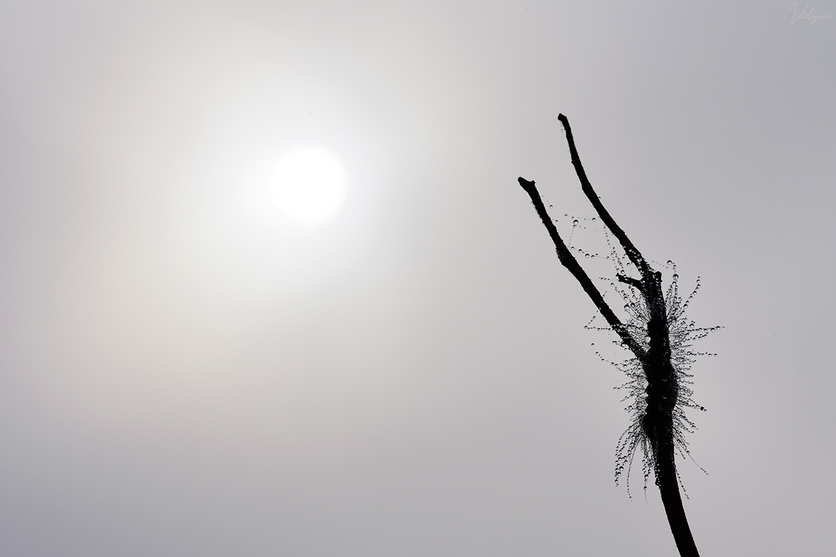 This is a black&white image of dewdrops on a caterpillar, which is on a twig. There is the rising sun in the background