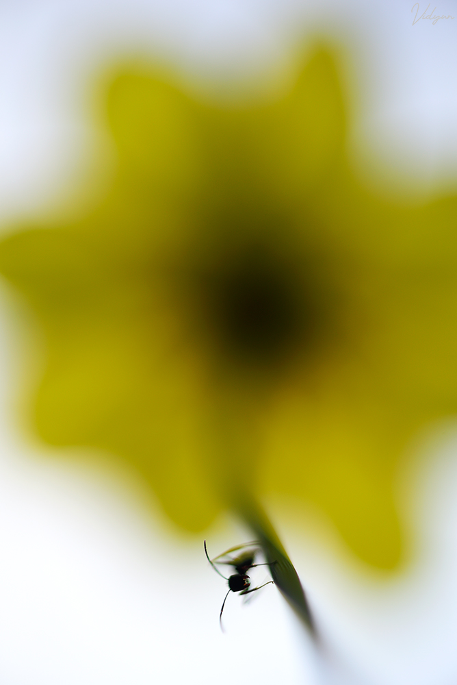 A high key image of a black ant and a yellow out-of-focus flower in the background