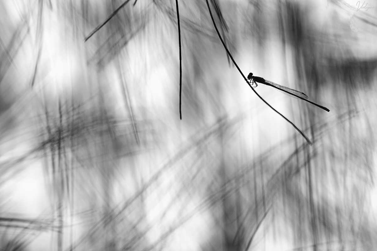 This is a Black & White image of a Damselfly with many patterns in the background