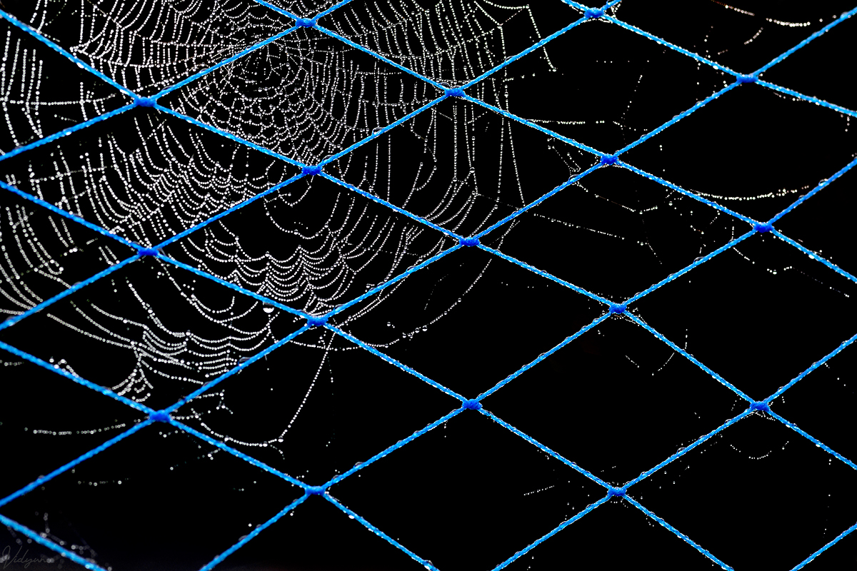 This is a dual-tone image with many blue diagonal lines and a backlit spiderweb adorned with dewdrops in the fence