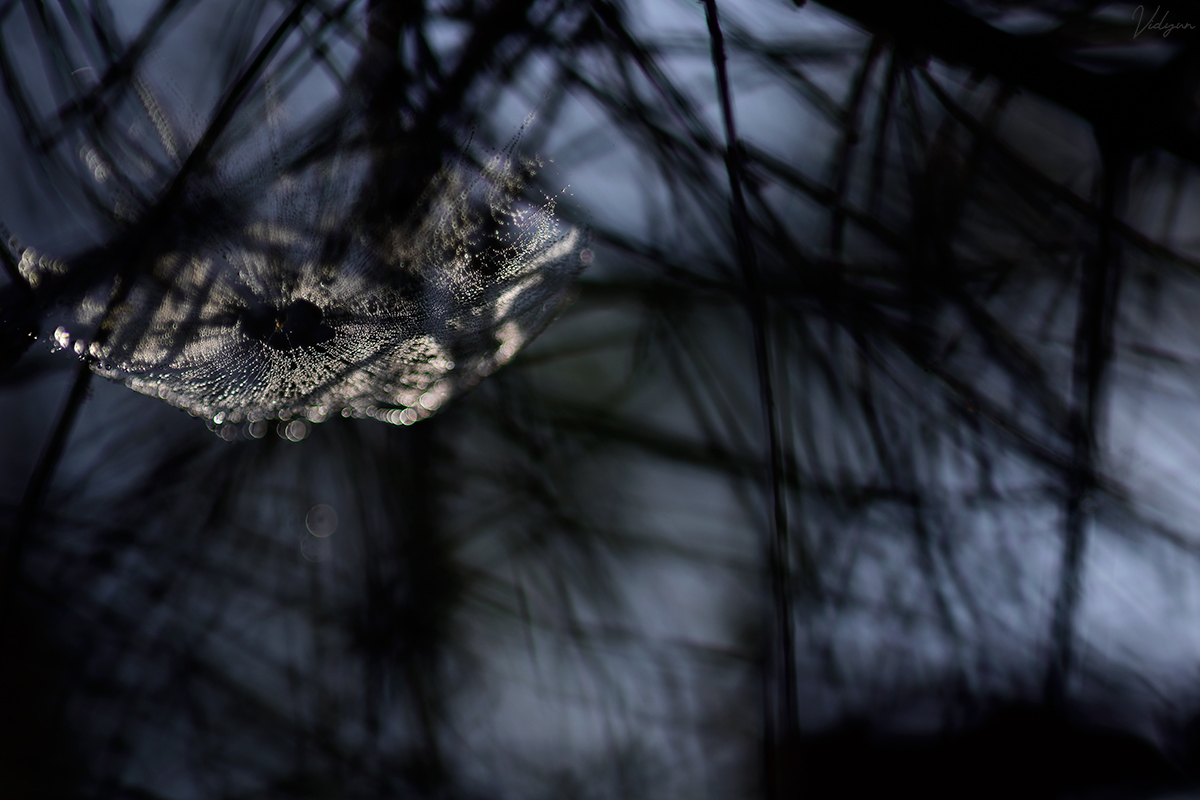 This is an image of a backlit spiderweb with a background consistinf of many out-of-focus leaves