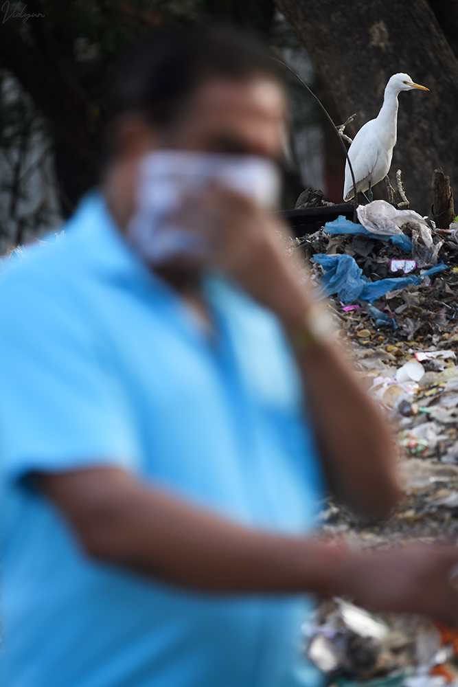 This is an image with an egret in focus in the background and an out-of-focus man in the foreground covering his face witha napkin