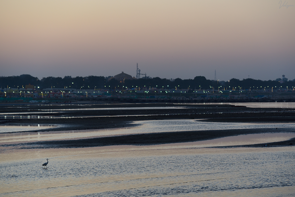 An image of an egret in the middle of the Yamuna with the whole image having a warm tint. It has the lights of the Kumbh Mela in the background